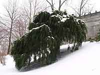 Weeping Hemlock