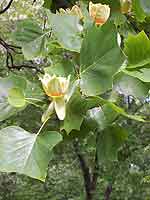 Grand Tulip Tree Liriodendron Tulipifera