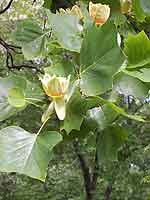 Grand Tulip Tree Liriodendron Tulipifera