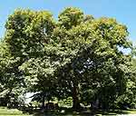 White Oak - Quercus Alba